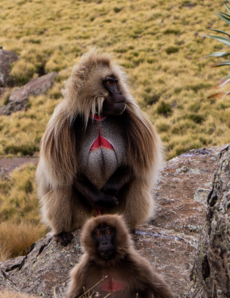 a gelada baboon sighting is a unique experience to have in Ethiopia