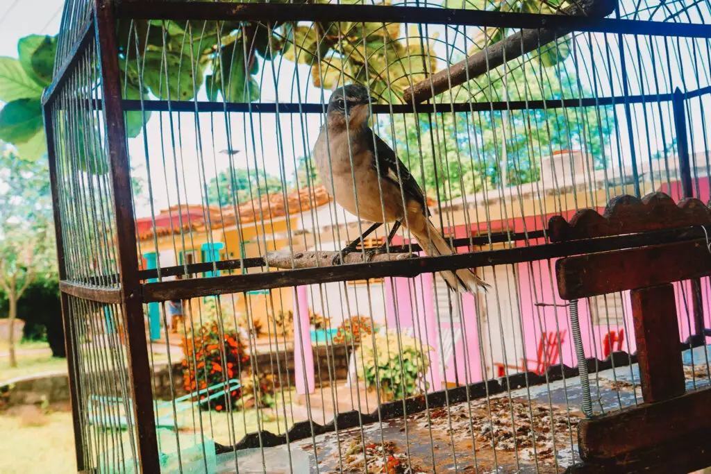 a little bird in a cage next to colorful homes in Cuba