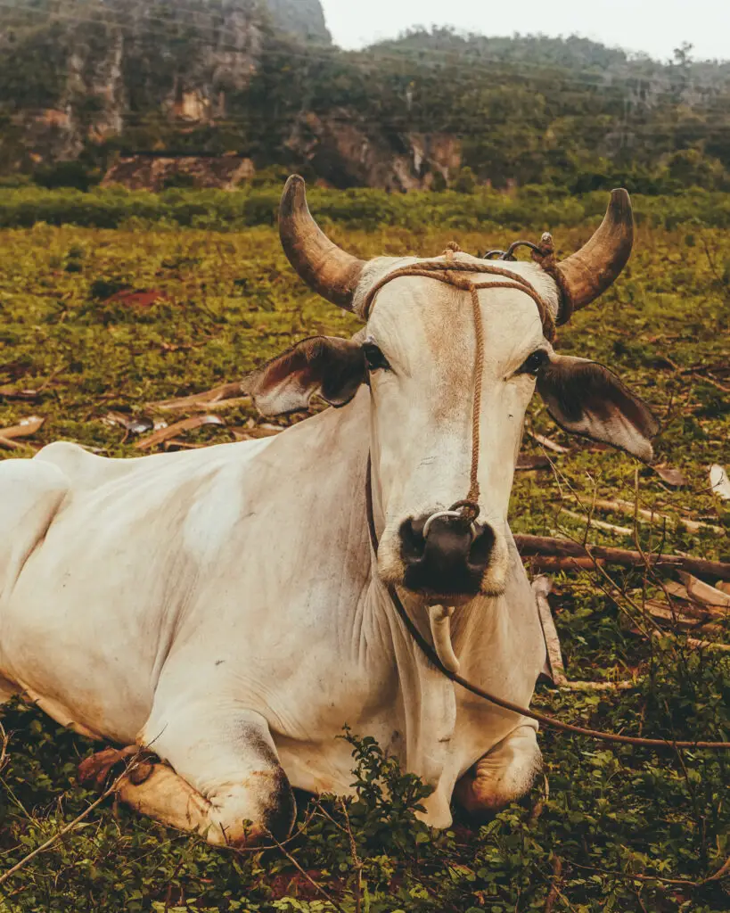 a cow sitting down