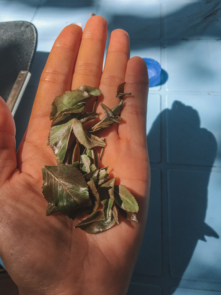 khat a unique and legal drug used in Ethiopia