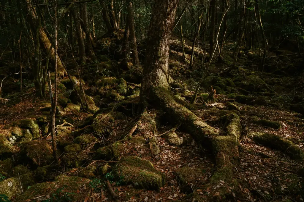 The suicide forest is one of the scariest places in the world to visit on halloween