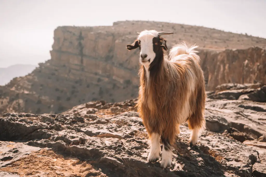 A goat in Jebel Shams in Oman
