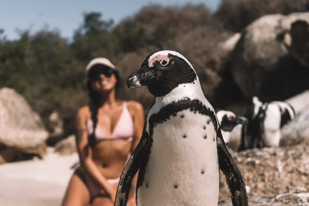 a close up of a penguin and me in the back