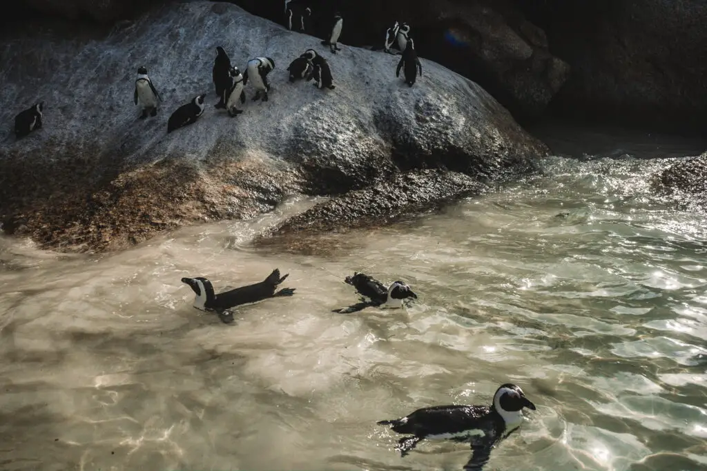 penguins swimming in Cape Town