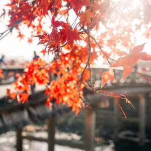 best places in Kansai in autumn