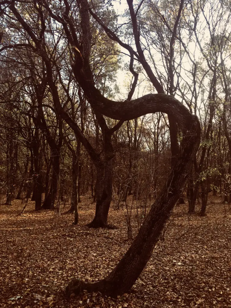 Hoia Baciu one of the scariest places in the world to visit on halloween