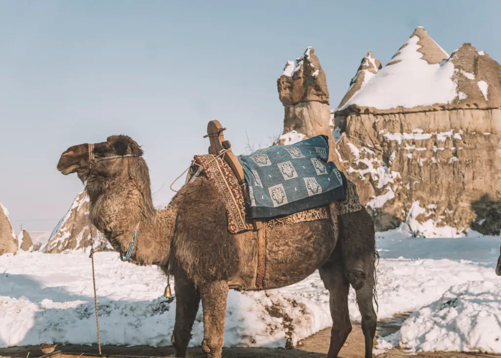 a camel in the snow in winter in turkey