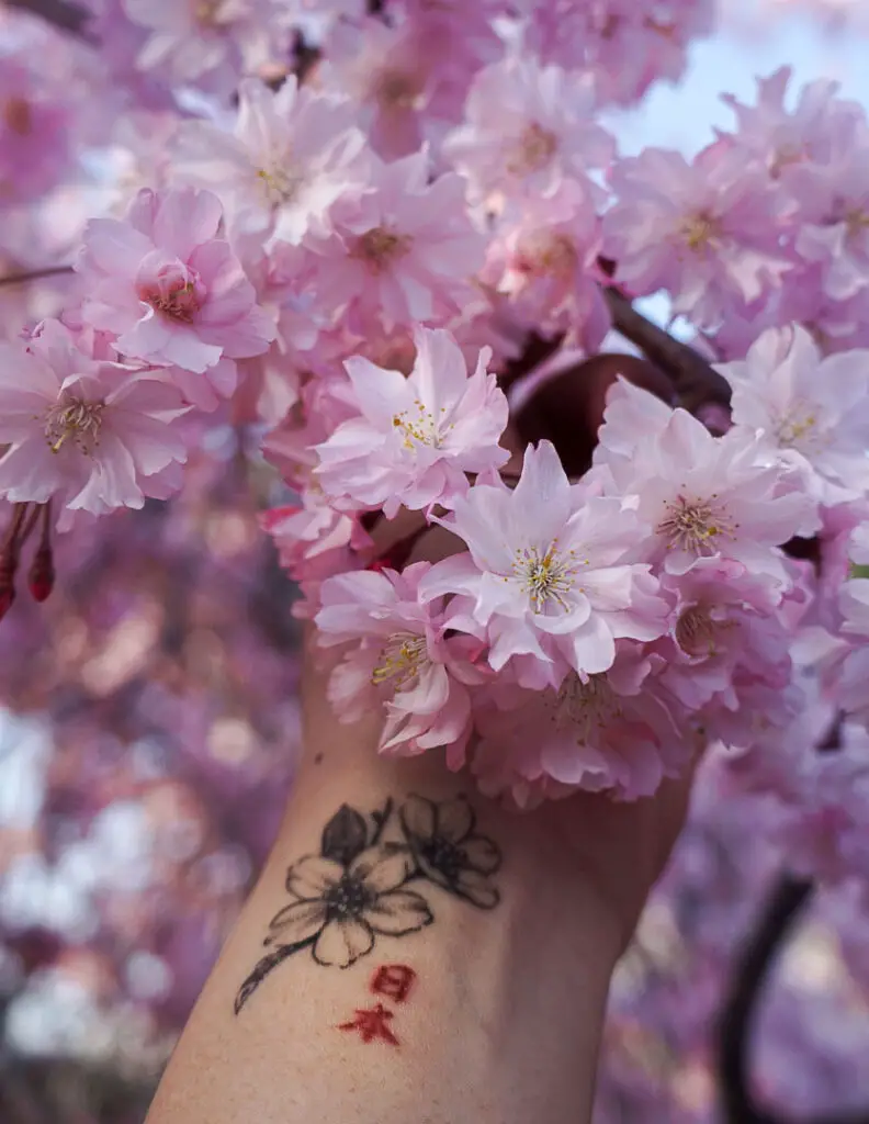 a japanese tattoo and cherry blossoms