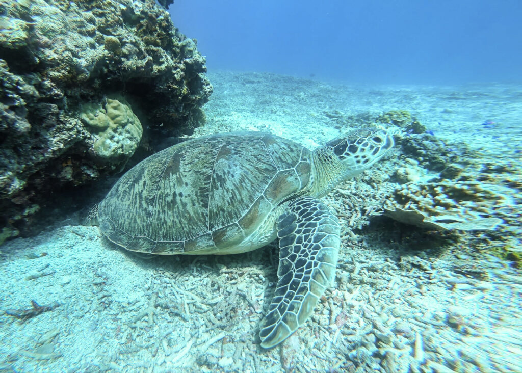 a sea turtle in komodo national park