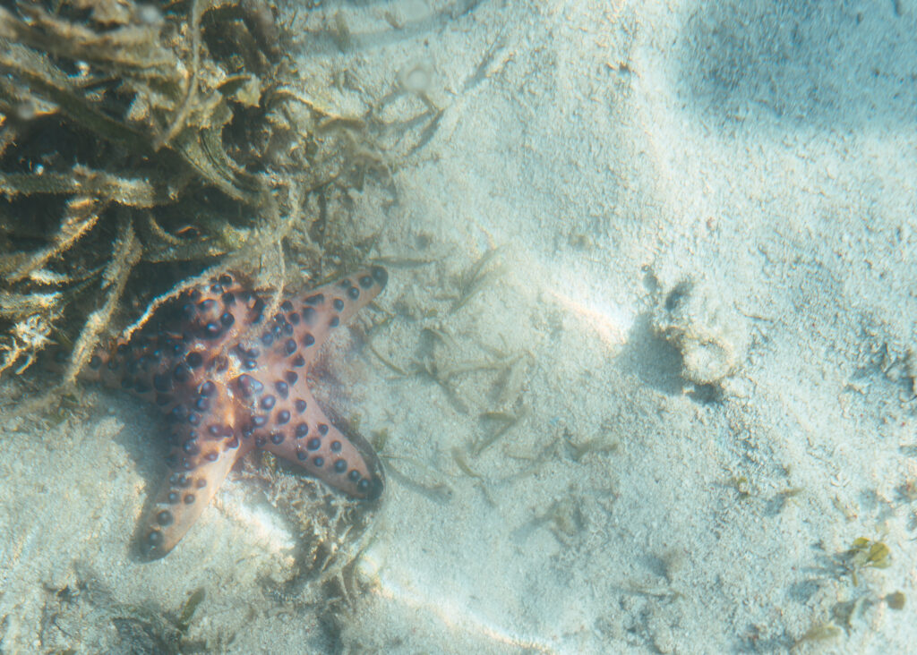 chocolate chip starfish on rinca island