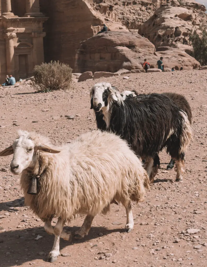 goats in petra
