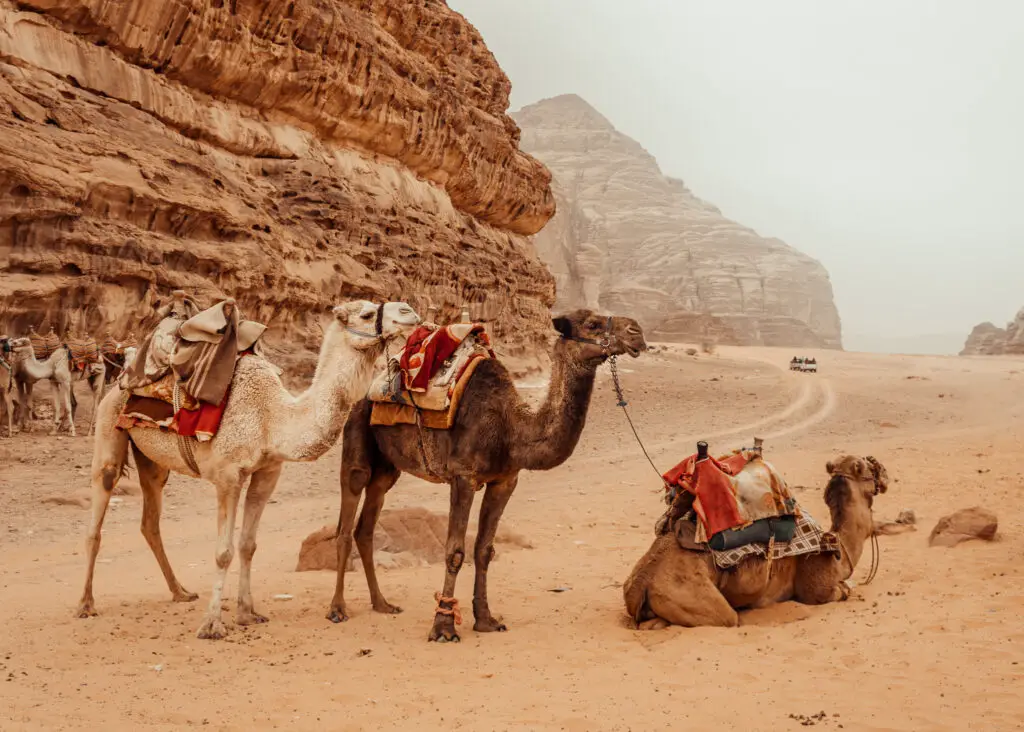 3 camels in the wadi rum desert in jordan