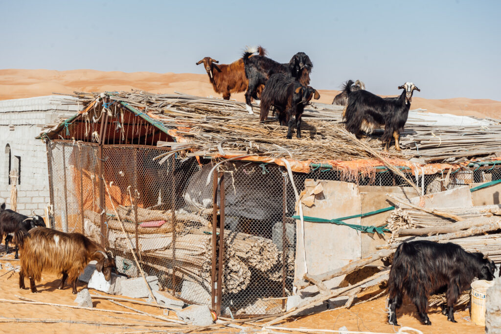 goats on the roof in wahiba sands in oman
