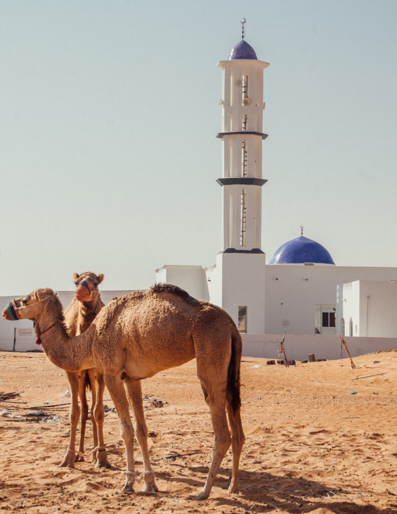 two camels in front of a mosque in the wahiba sands desert