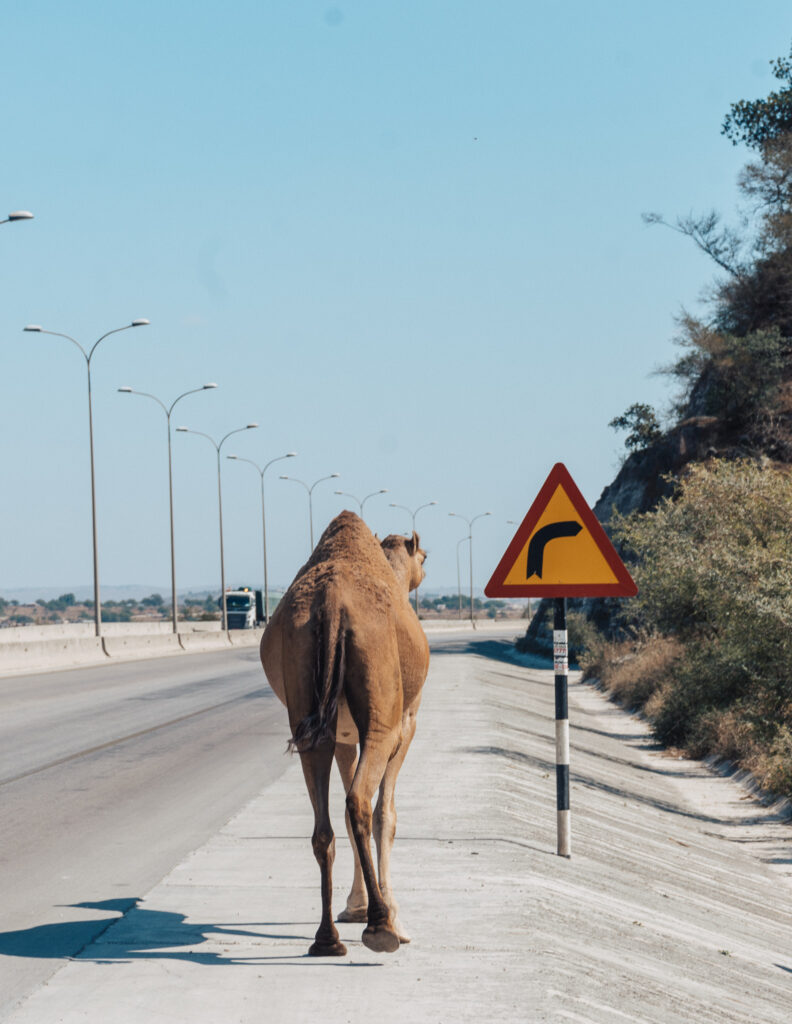 Before Traveling to Oman you should know that the camels roam free even on the freeway