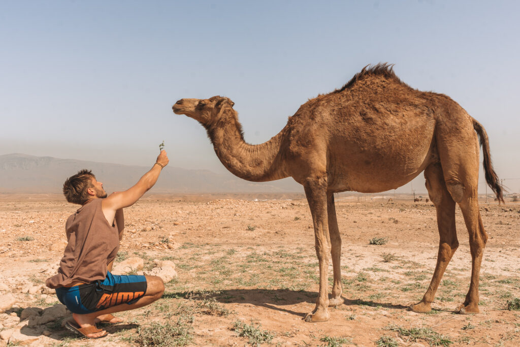 a man offering a wild camel a shrub in the omani desert