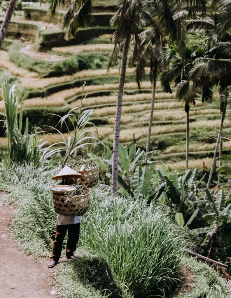 a rice farmer harvesting rice in a rice field in bali 