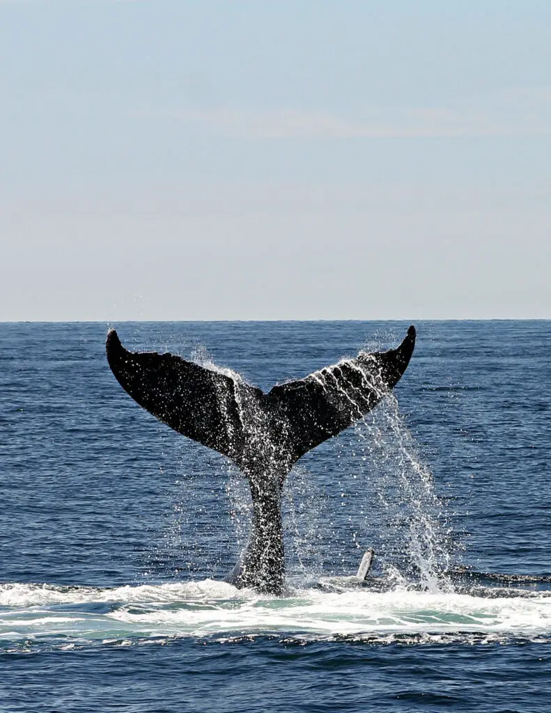 a humpback whale fin in the ocean