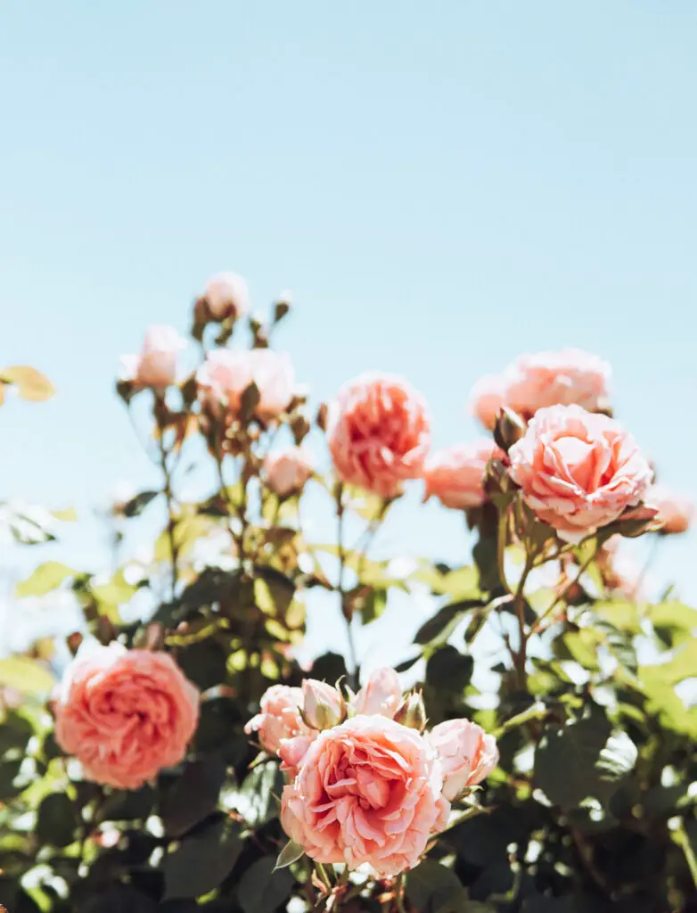 pink roses in a rose garden in summer in rapperswil against a blue sky