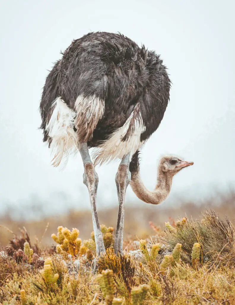 an ostrich 