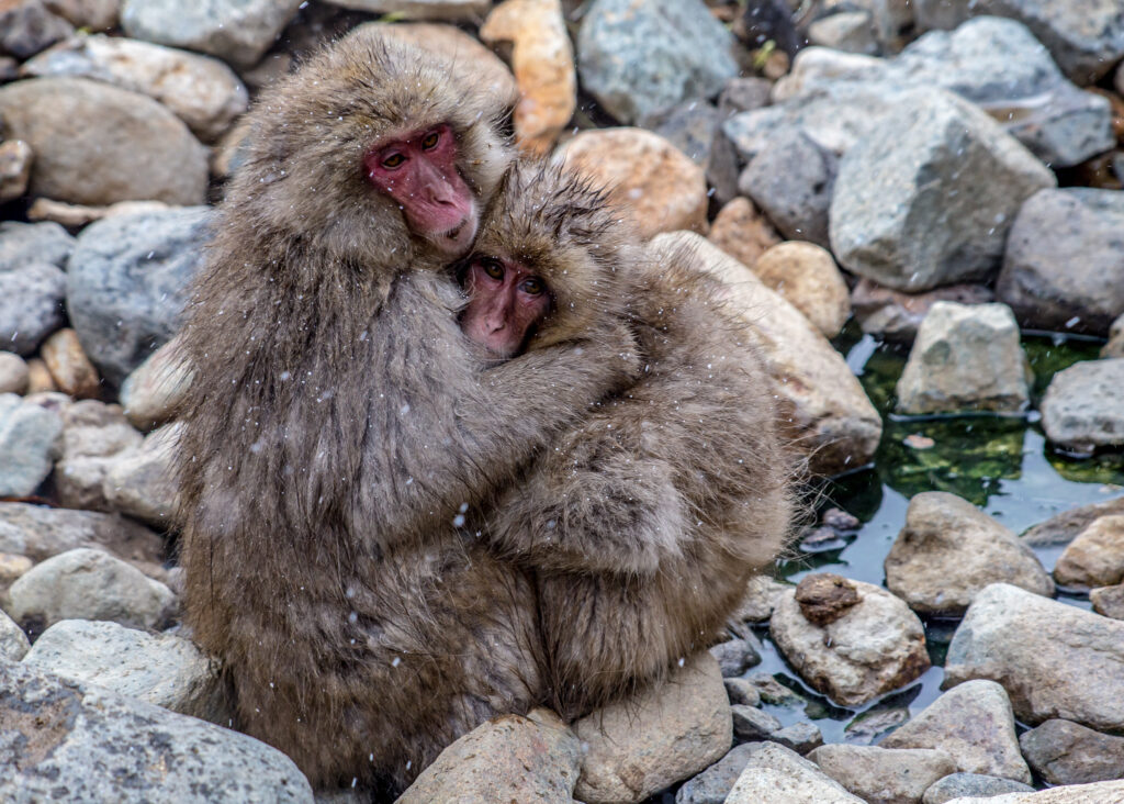 two snow monkeys hugging on some rocks 