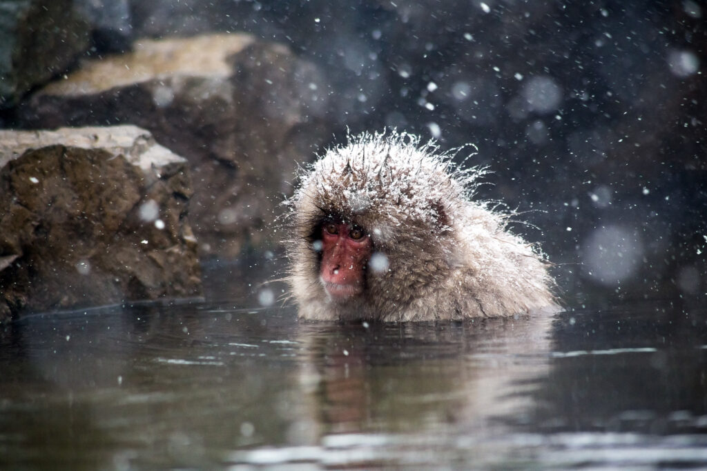 a snow monkey bathing in the hot spring in winter in Japan