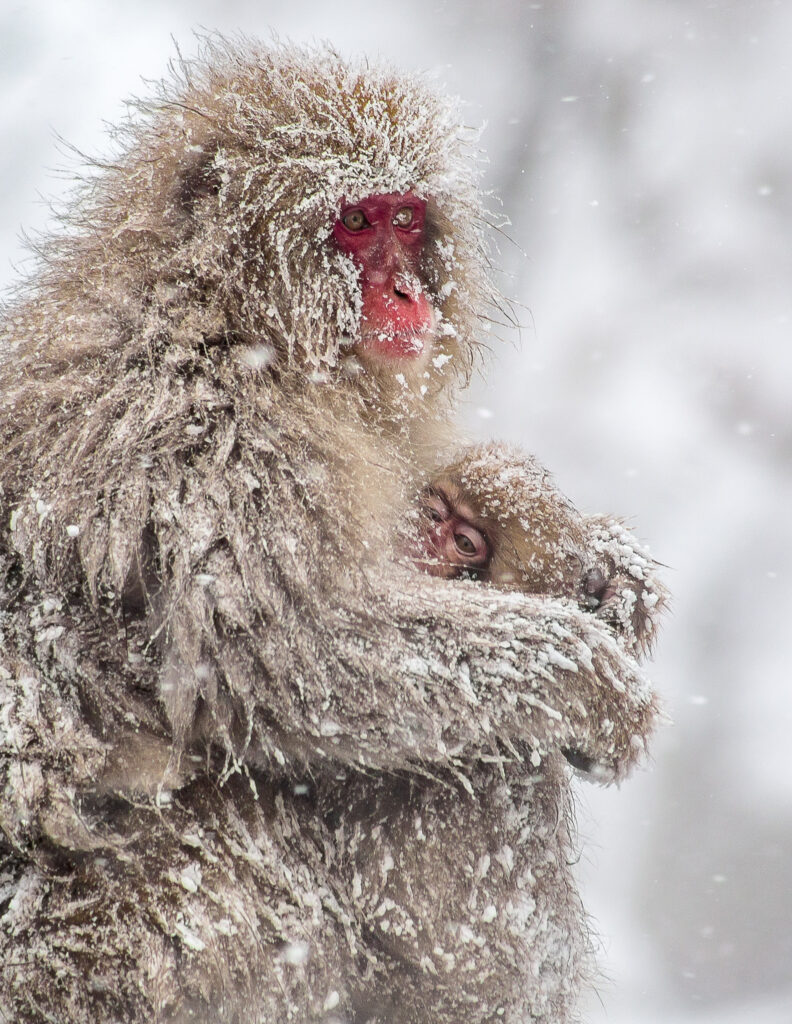 a mother and baby snow monkey hugging in the snow