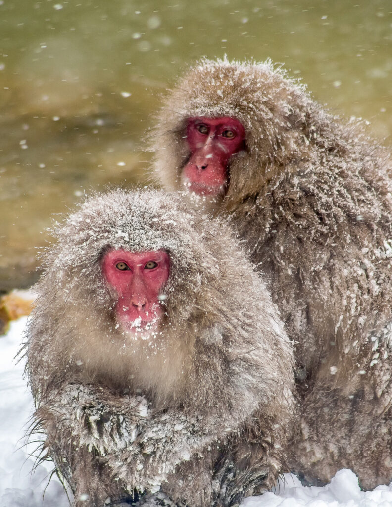 two snow monkeys in the snow in winter in Japan