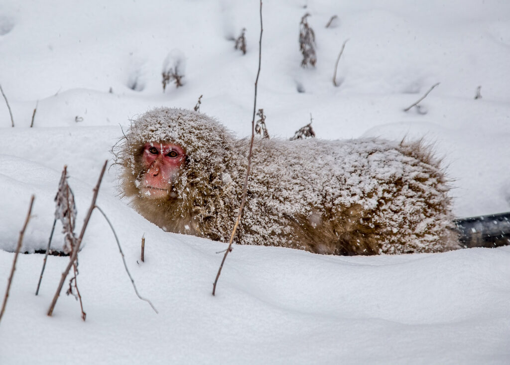 a snow monkey walking through the thick snow in winter in japan