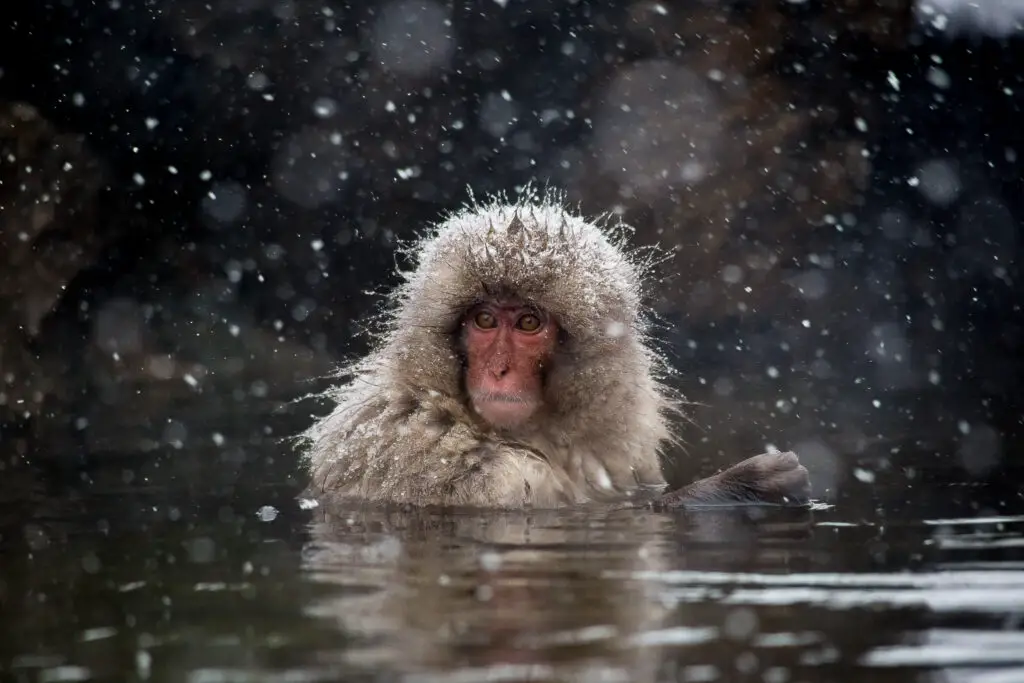 a snow monkey bathing in a hot spring in winter in Japan