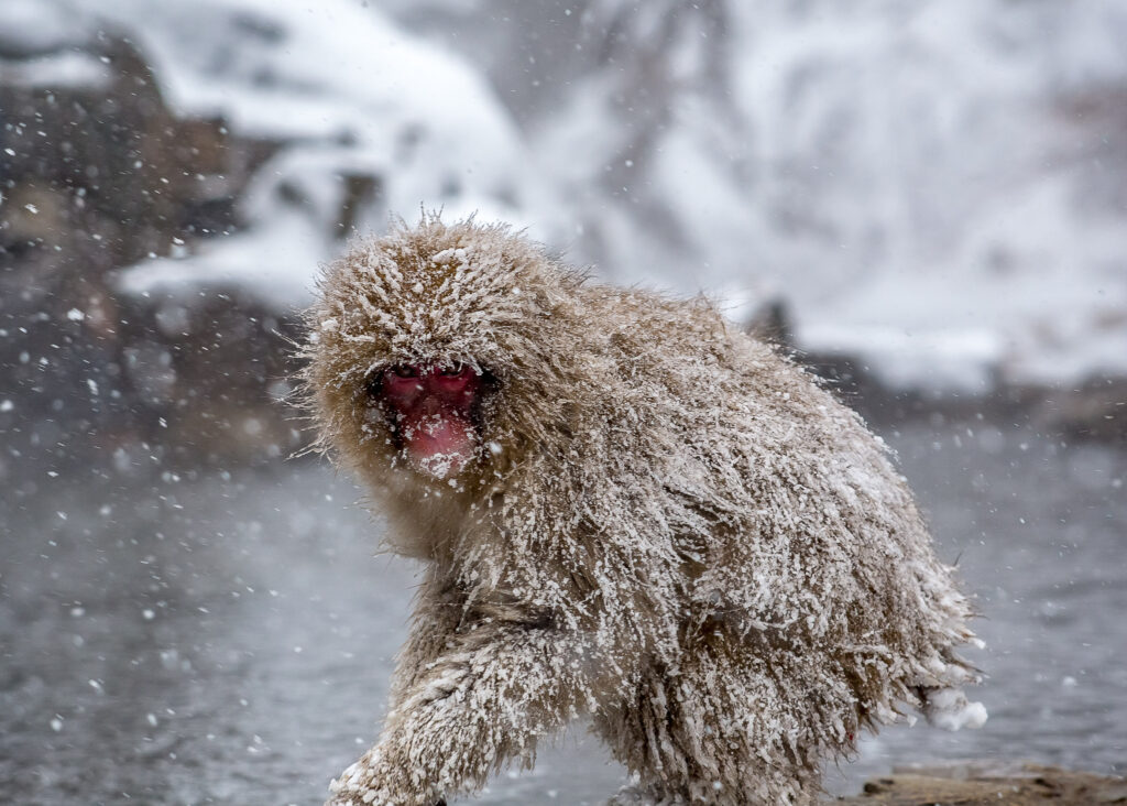 a snow monkey next to a hot spring in the snow in winter