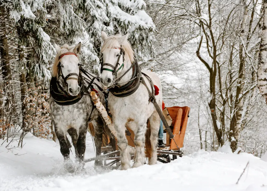 a horse drawn sleigh in winter with two horses running through snow