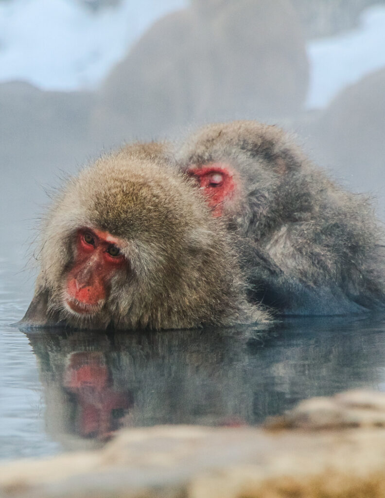 two snow monkeys bathing in a hot spring in japan in winter