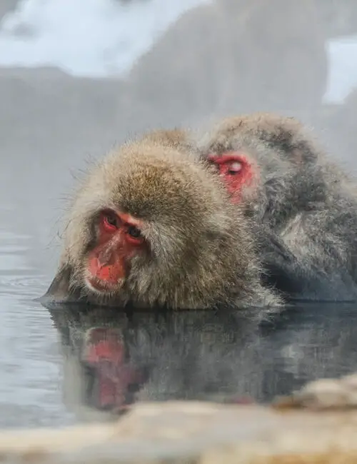 visiting snow monkeys japan