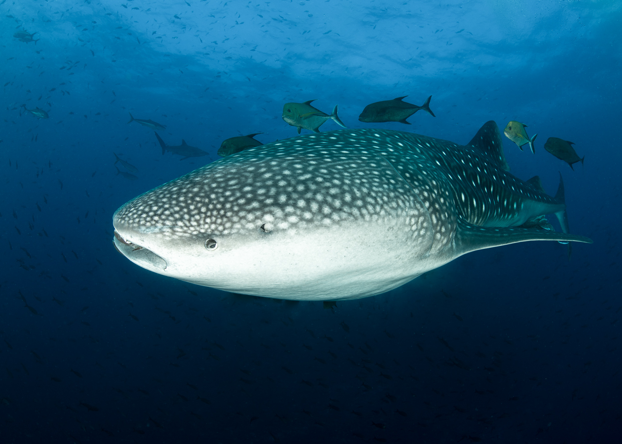 a whale shark with remora, a suckerfish that feeds on the parasites on the whale sharks body