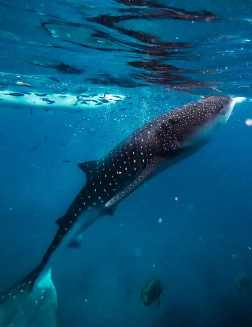 how to swim with whale sharks ethically in the philippines