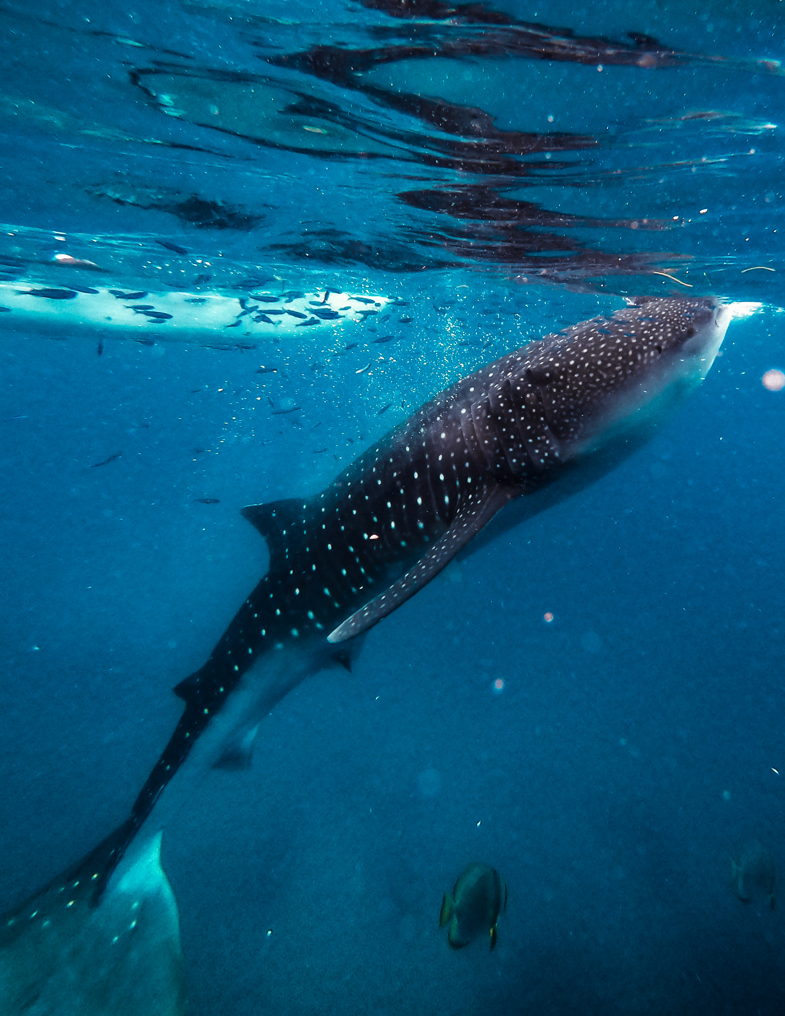how to swim with whale sharks ethically in the Philippines