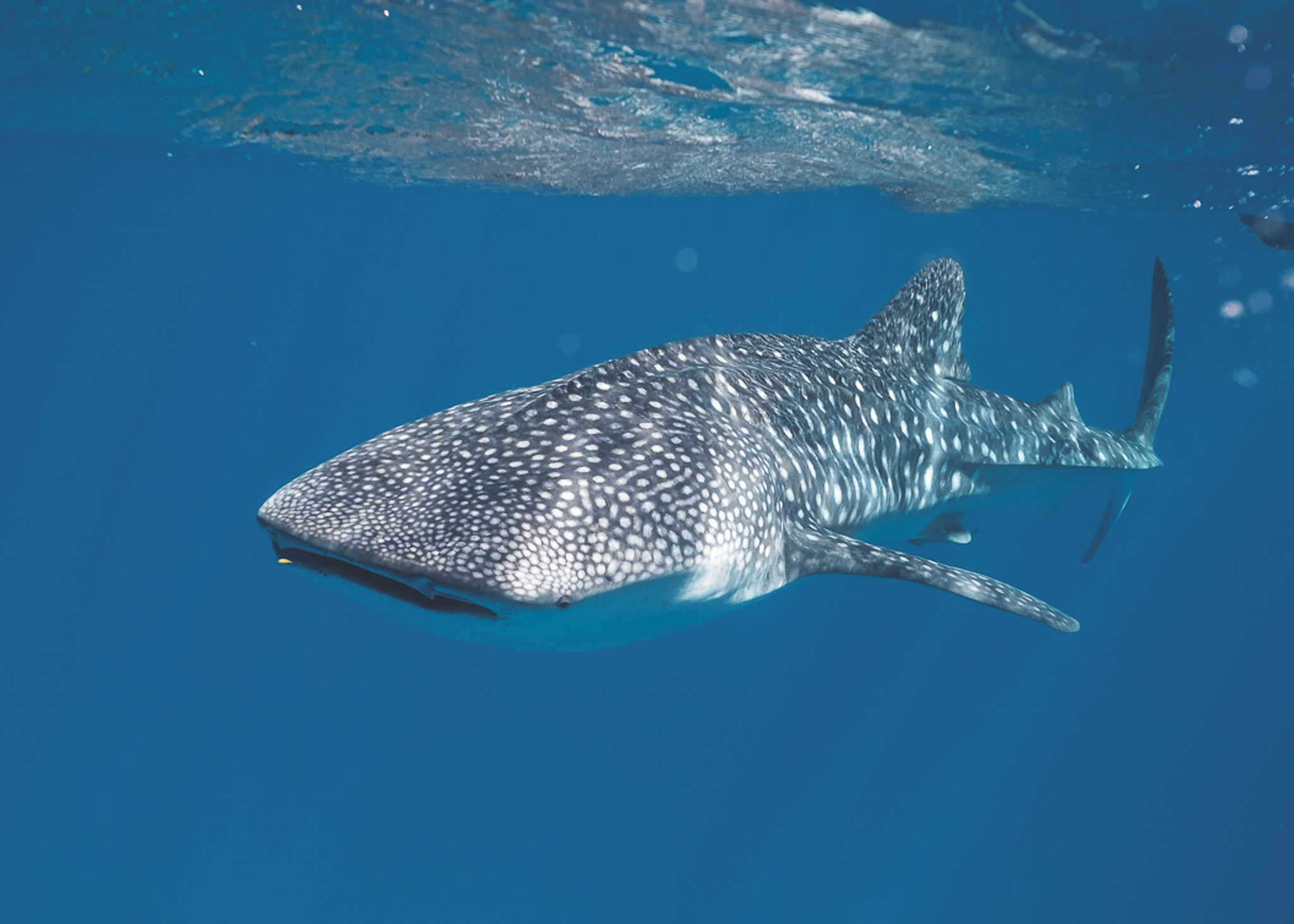 how to swim with whale sharks ethically in the philippines