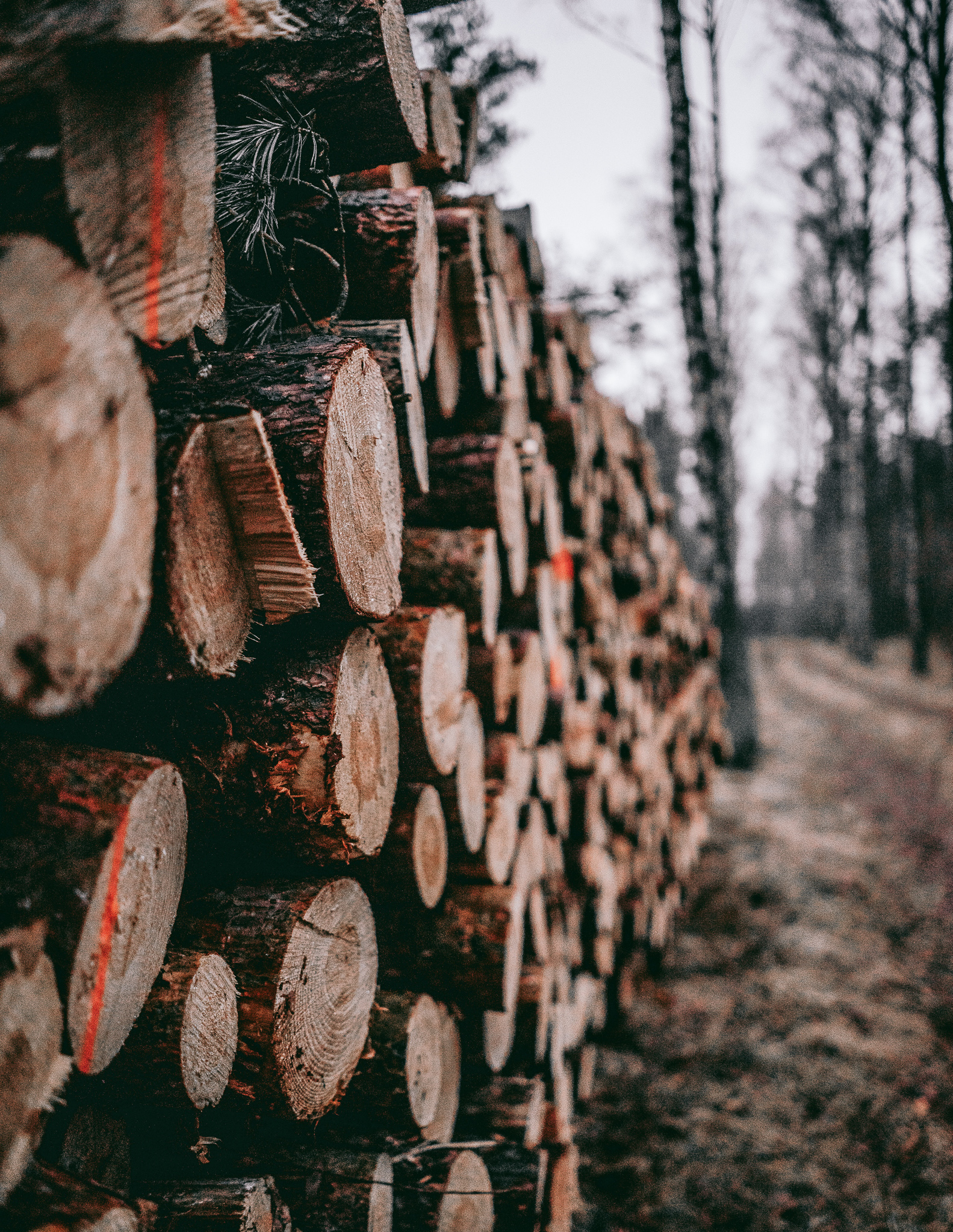 wood in a forest in poland