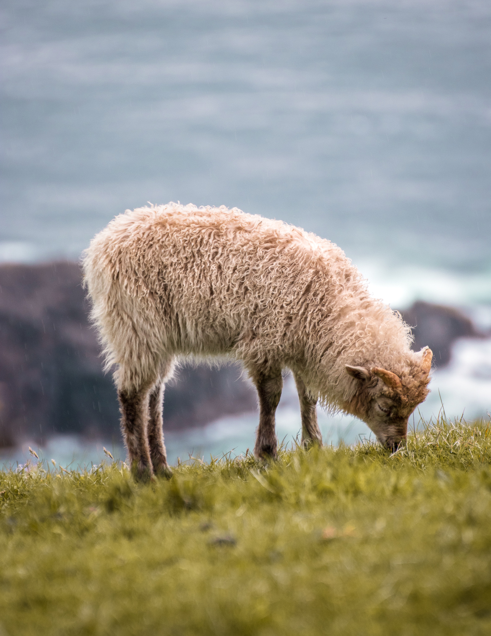 a sheep grazing in the grass next to the sea in the faroe islands