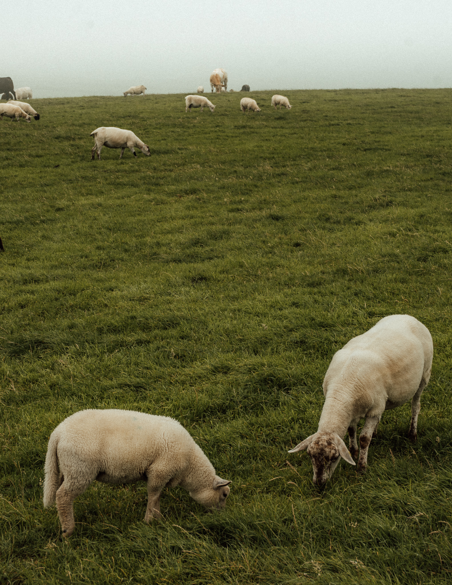 sheep in a grassy field in ireland