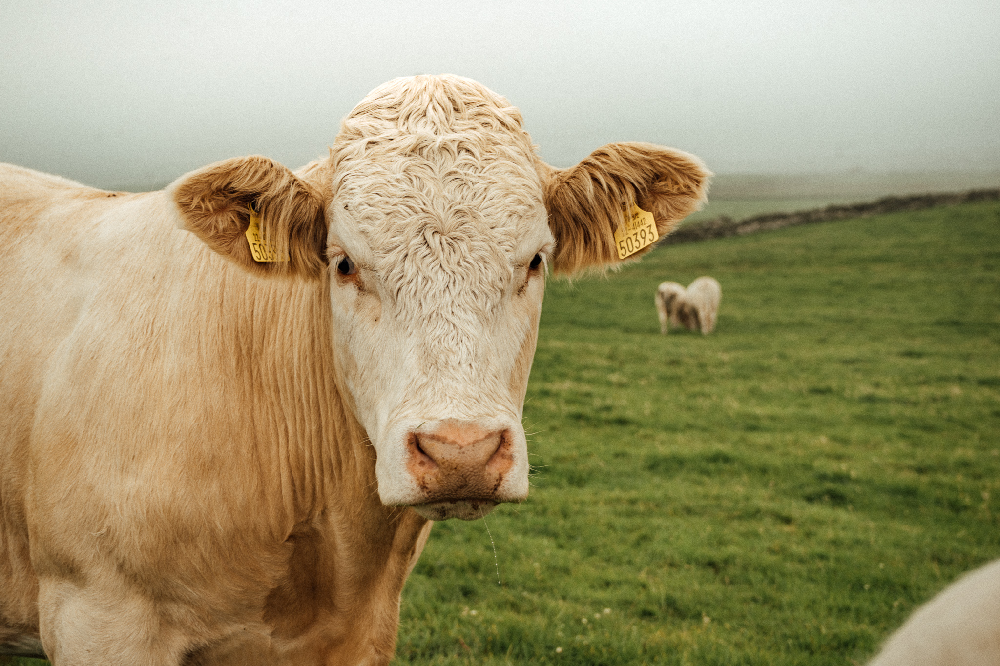 a cow in a grassy field in ireland