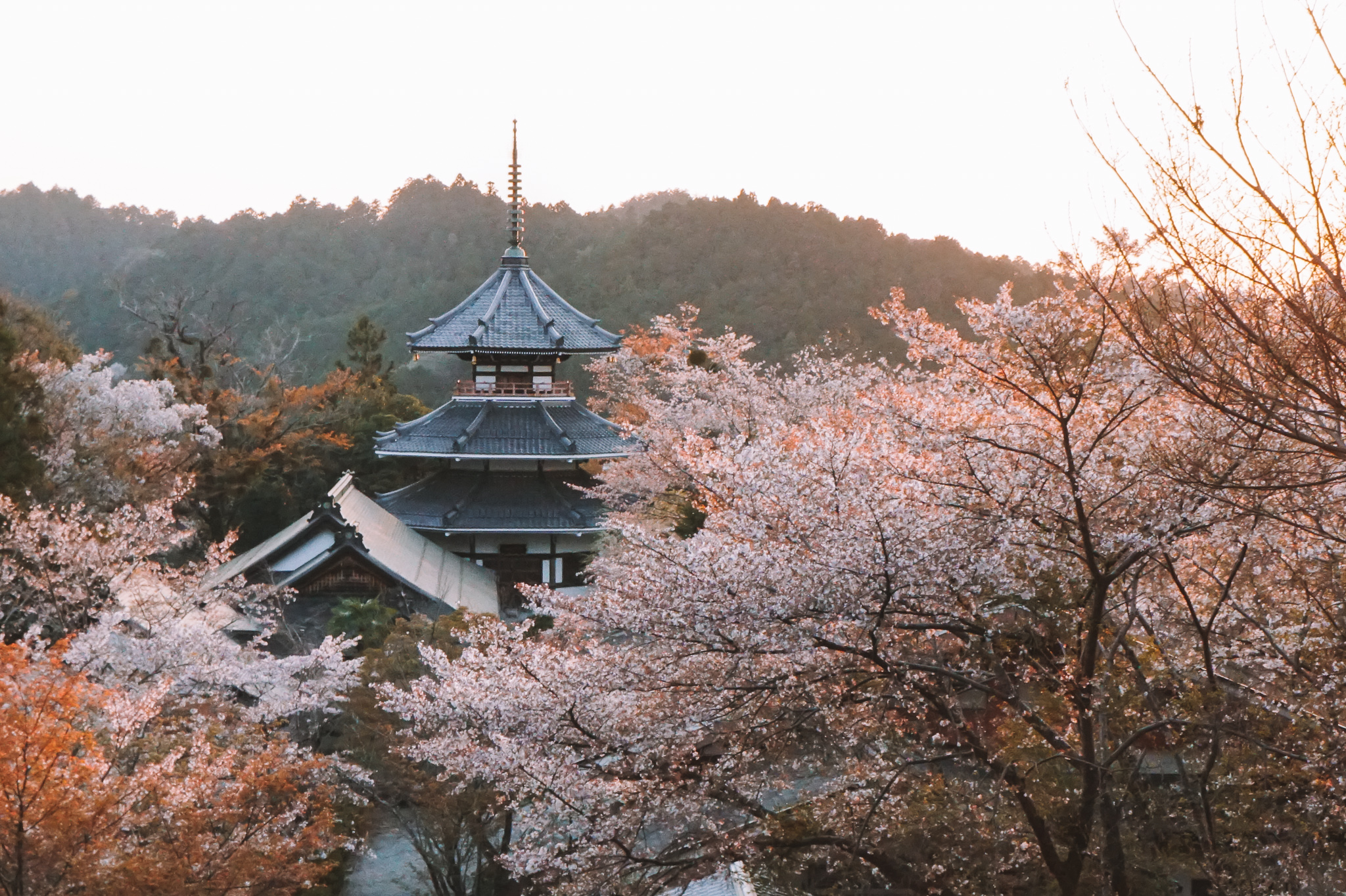japanese pagoda and cherry blossoms during spring