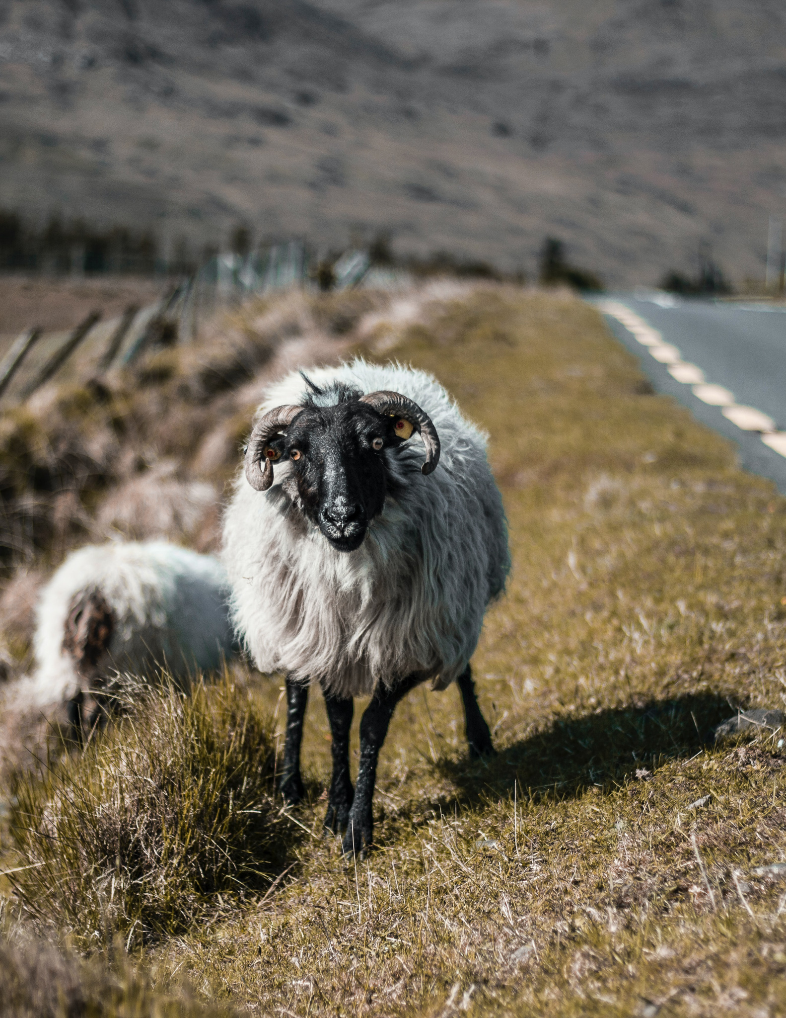 an irish sheep on the ring of Kerry road trip in Ireland