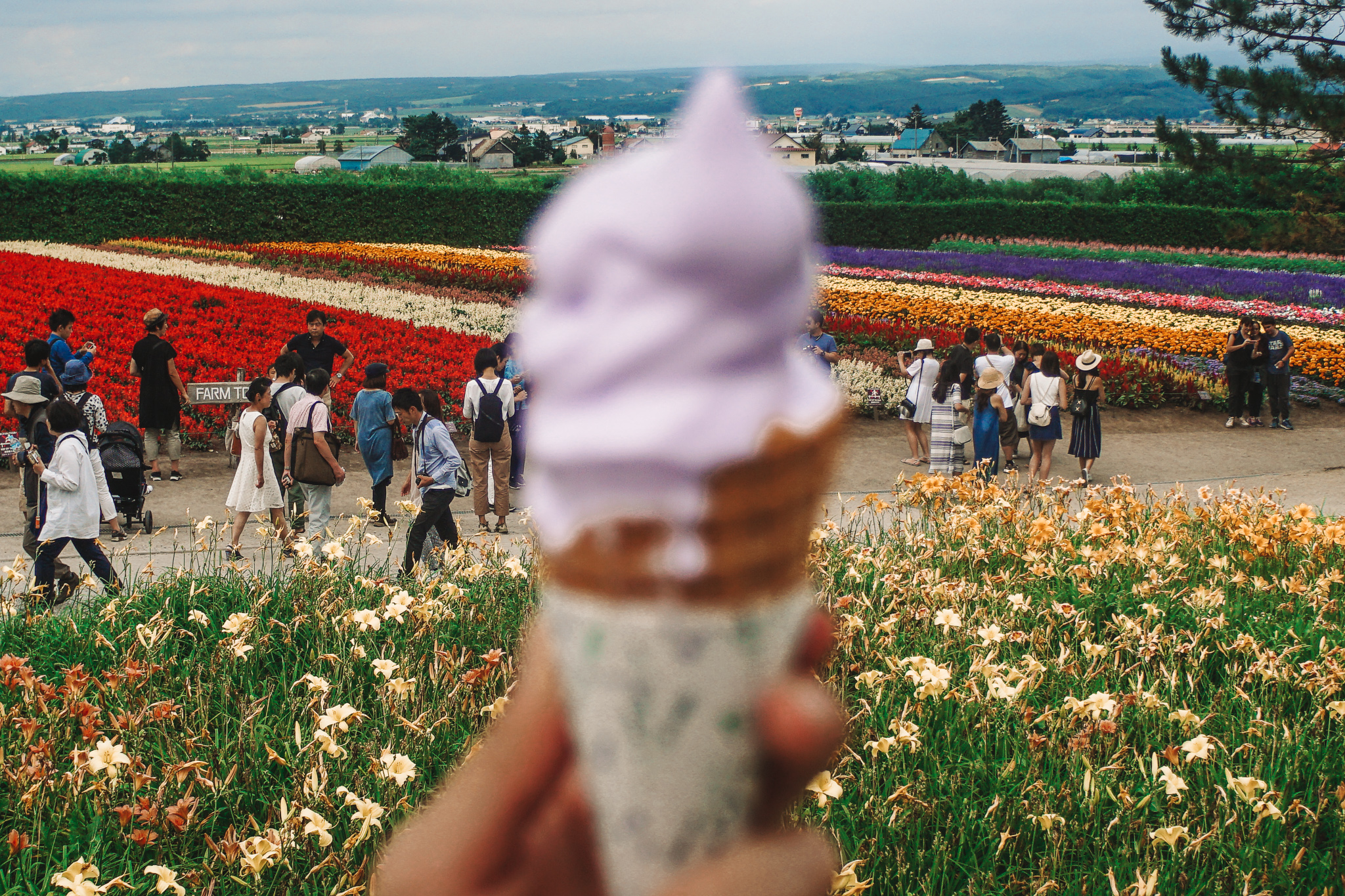 close up of a lavender ice cream cone and flowers in the background