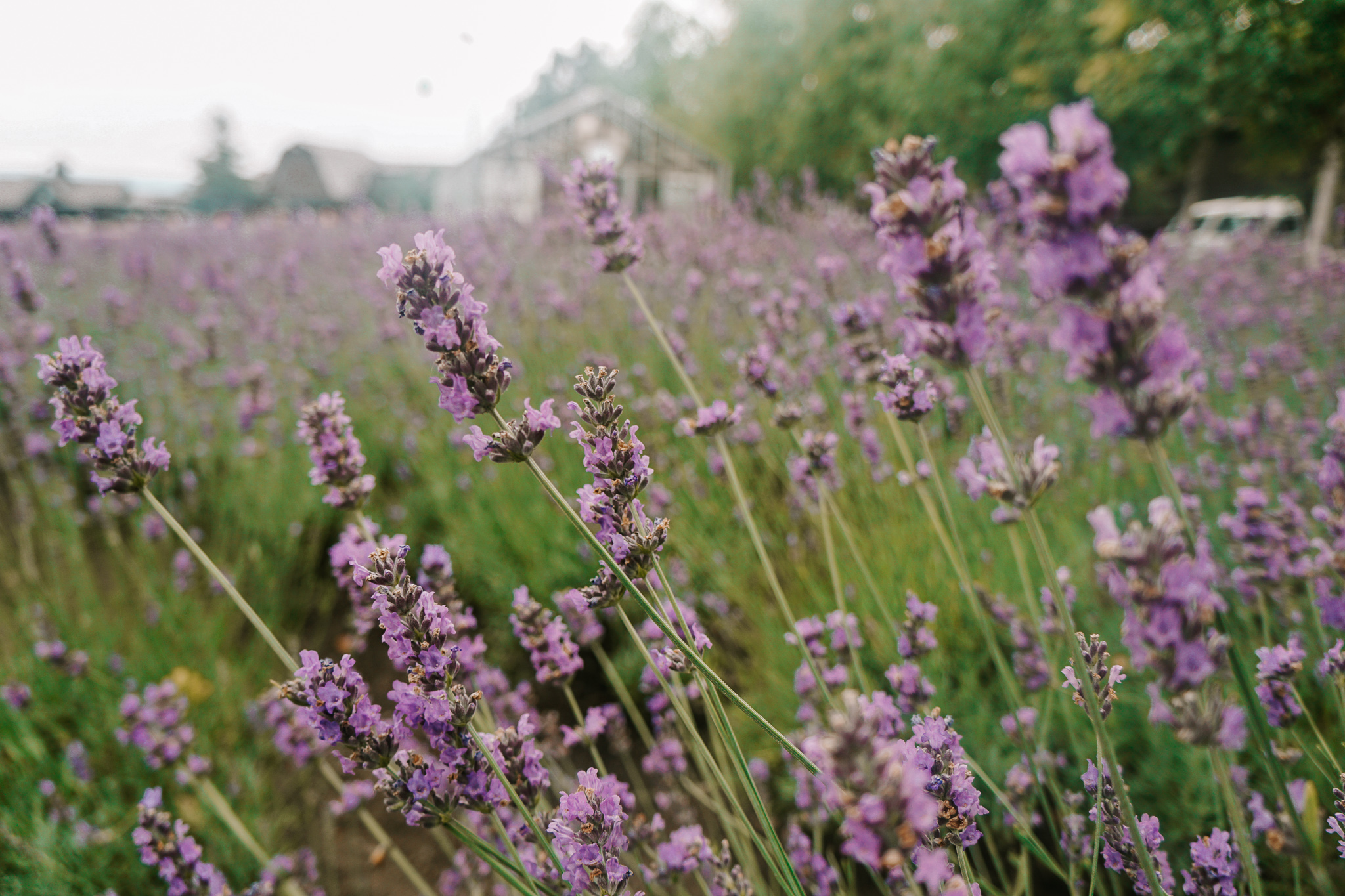Close up of lavender in Furano, Hokkaido in summer