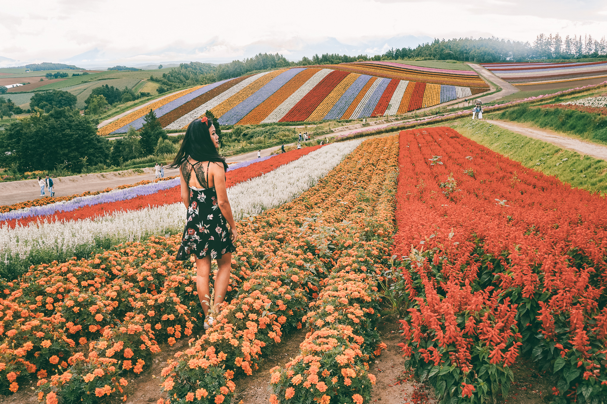 A girl standing in a rainbow flower field in Furano, Hokkaido in Summer