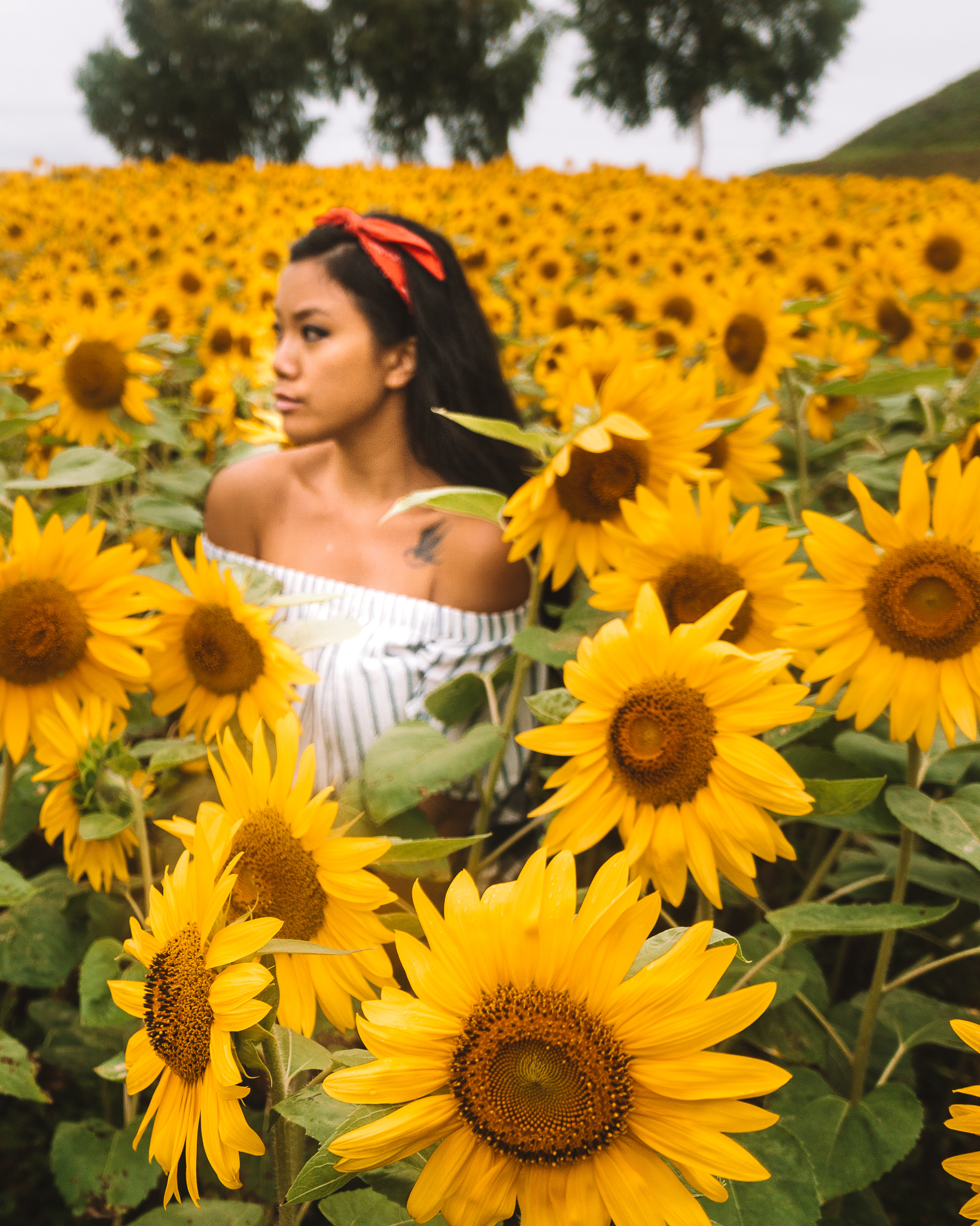 A girl in a sunflower field in Biei, Hokkaido in summer