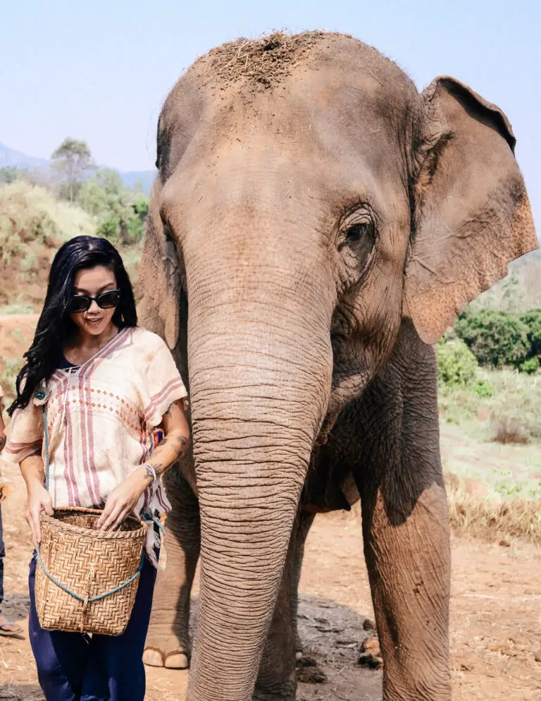 The Truth About Elephant Sanctuaries in Thailand - Your Travel