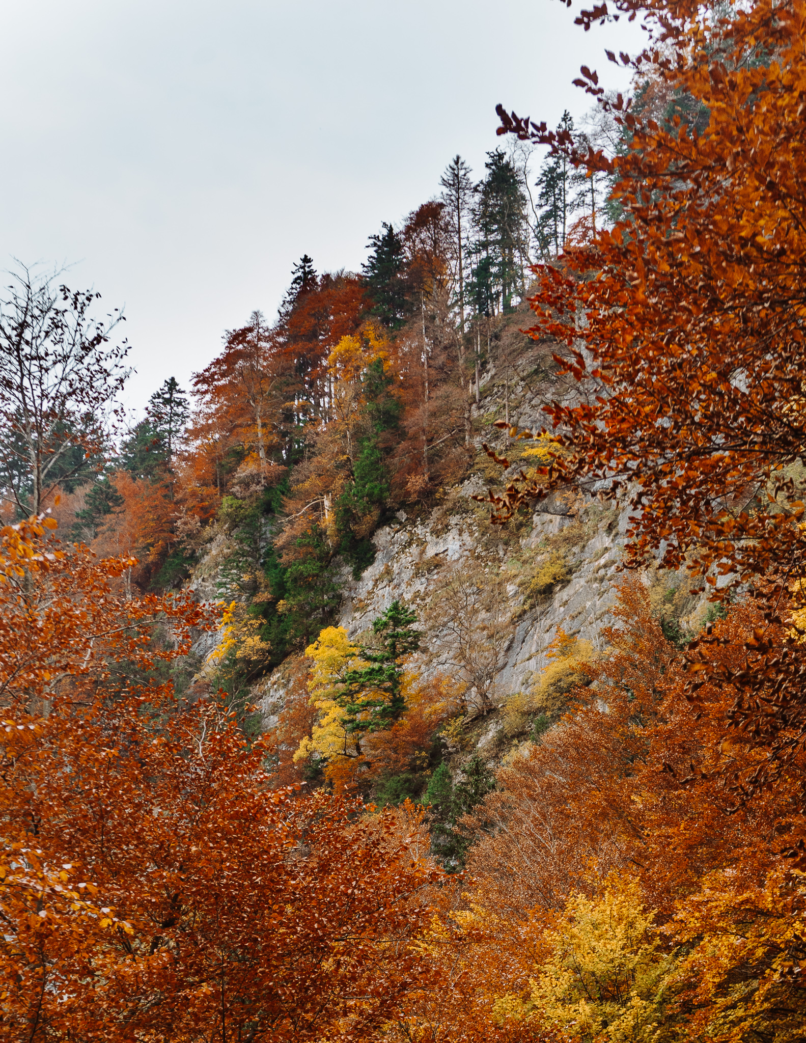 autumn leaves in Alpstein